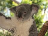 D 055 Brisbane