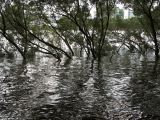 D 085 Brisbane