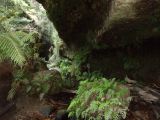 D 114 Blue Mountains