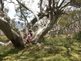 E 028 Alpine National Park