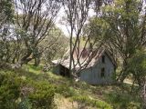 E 029 Alpine National Park