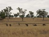 E 081 Halls Gap