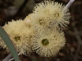 E 084 Halls Gap