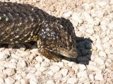 E 147 Blue Tongue