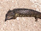 E 148 Blue Tongue