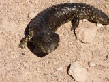 E 149 Blue Tongue