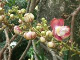 Darwin_13