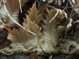 Litchfield_40