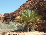 Kings canyon_107