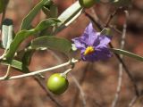 Native tomato_6
