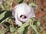 Olgas_46