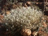 Olgas_62