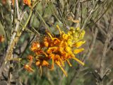 Olgas_73
