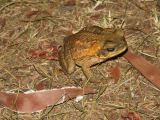 Cane toad_1