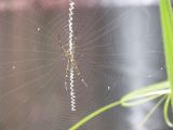 Litchfield_31
