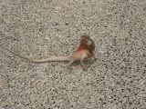 Frilled lezard_13