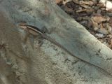 Park desert sand_5