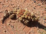 Thorny devil_14