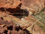 Kings canyon_120