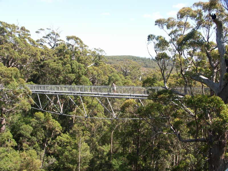 Tree Tops