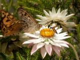 Porongurup national park
