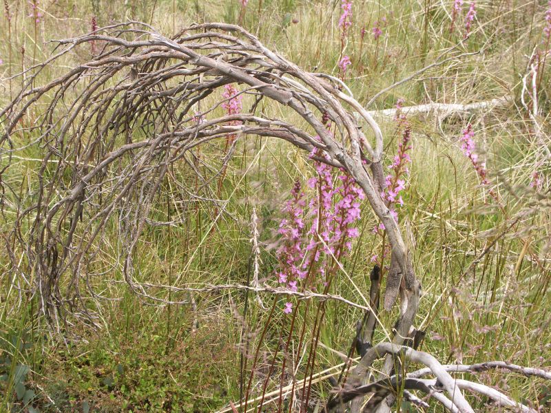 Mount Buffalo National Park