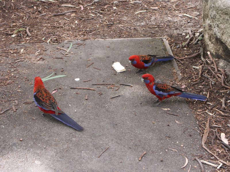 Mount Buffalo National Park