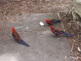 Mount Buffalo National Park
