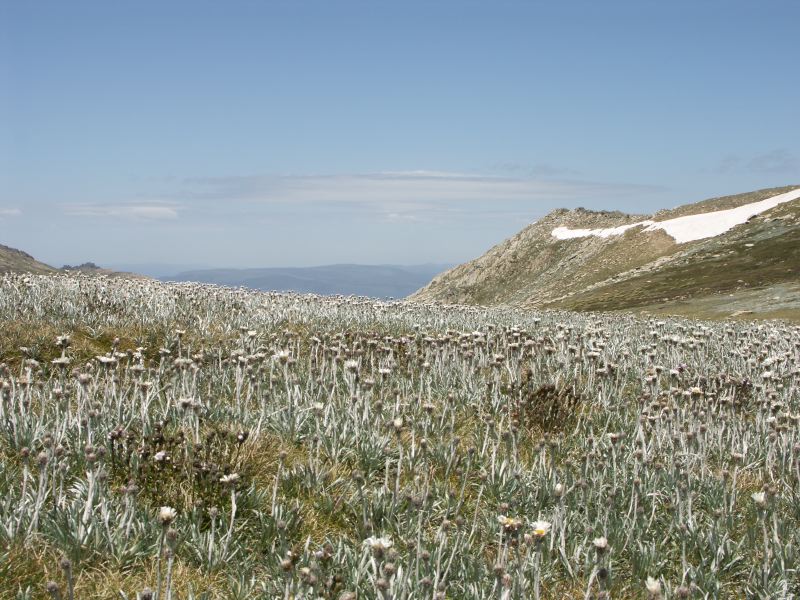 Kosciuszko national park