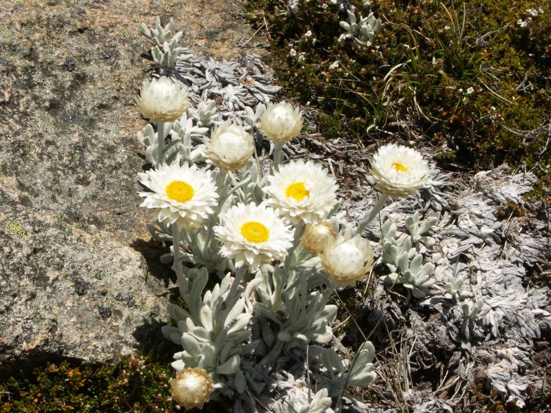 Kosciuszko national park