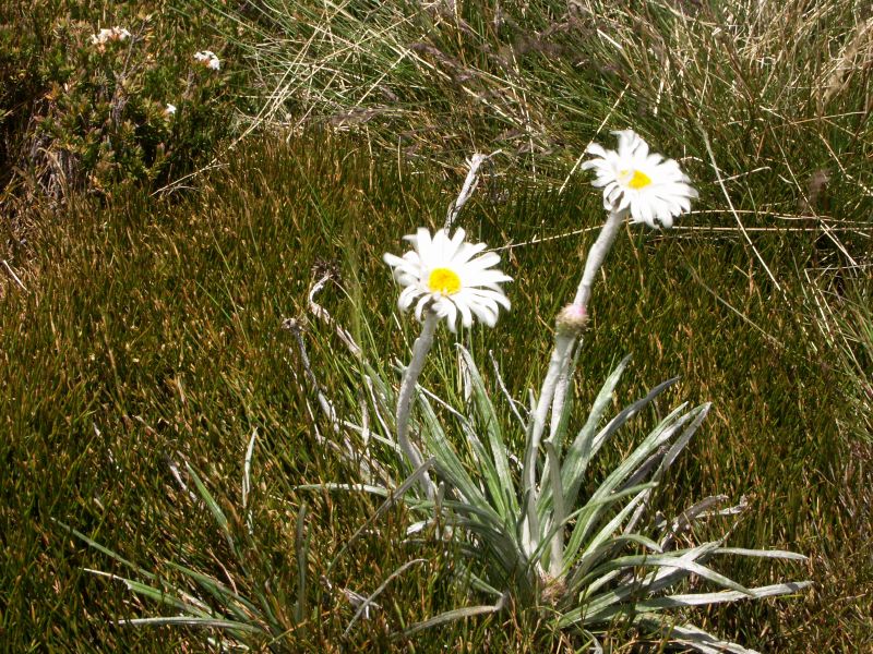 Kosciuszko national park