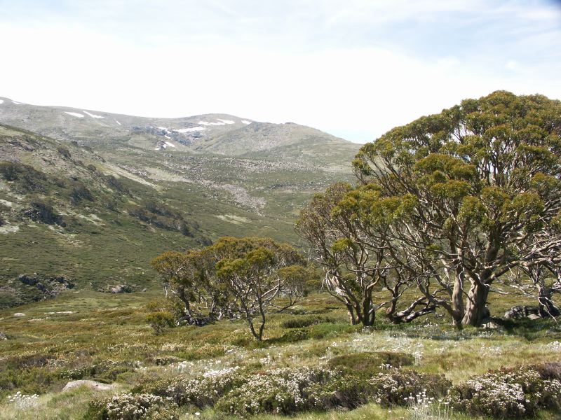 Kosciuszko national park