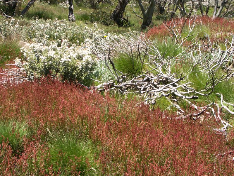 Kosciuszko national park