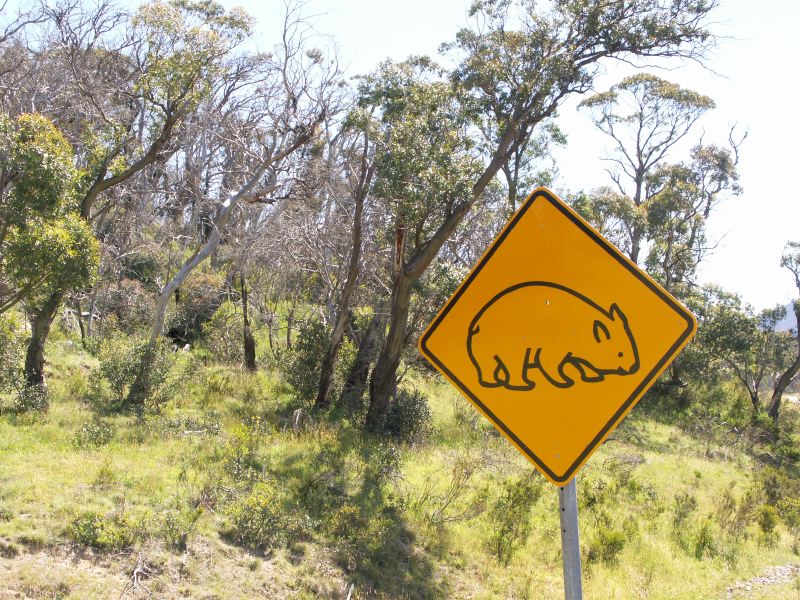 Kosciuszko national park