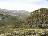 Kosciuszko national park