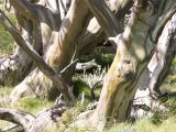 Kosciuszko national park