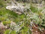 Kosciuszko national park