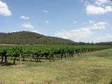 Vignoble