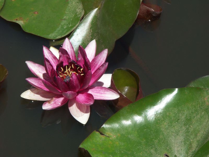 Nénuphar