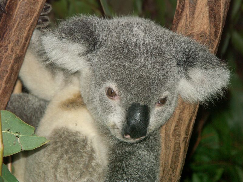 Koalas Lone Pine Park