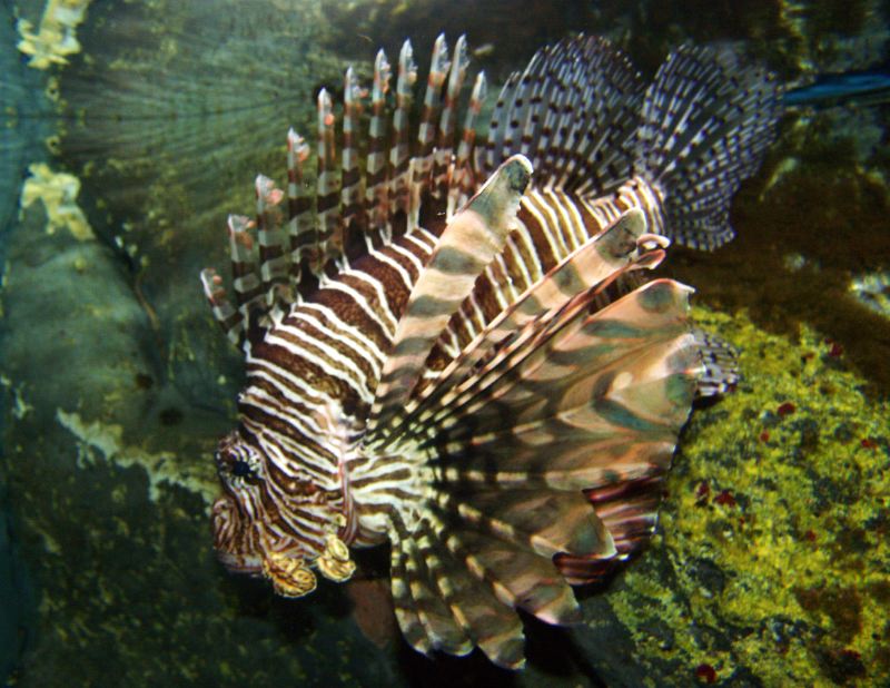 Underwater world