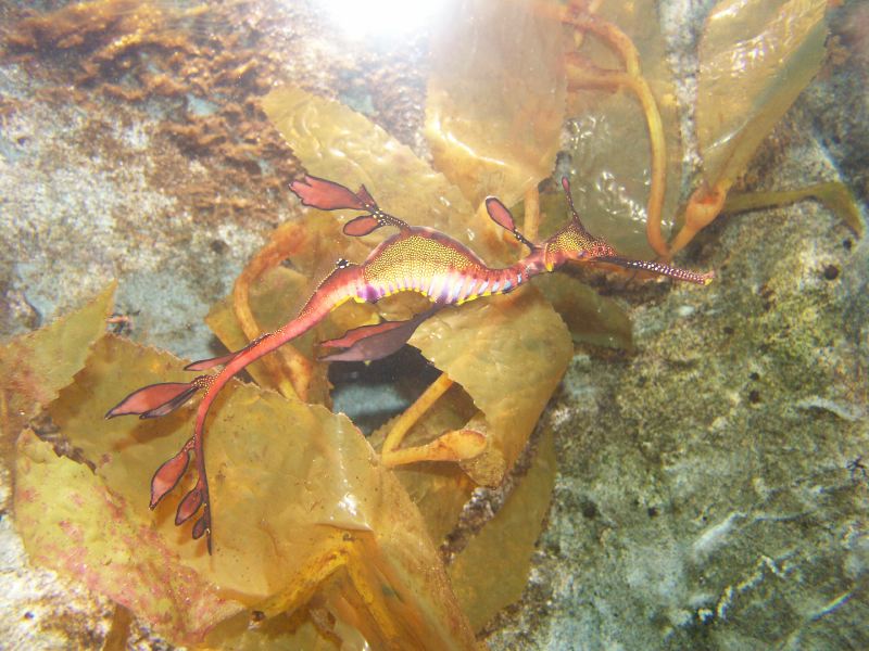 Underwater world