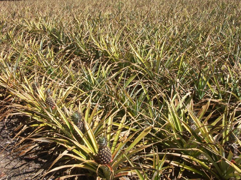 Ananas