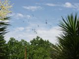 Brisbane botanic garden