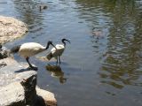 Brisbane botanic garden