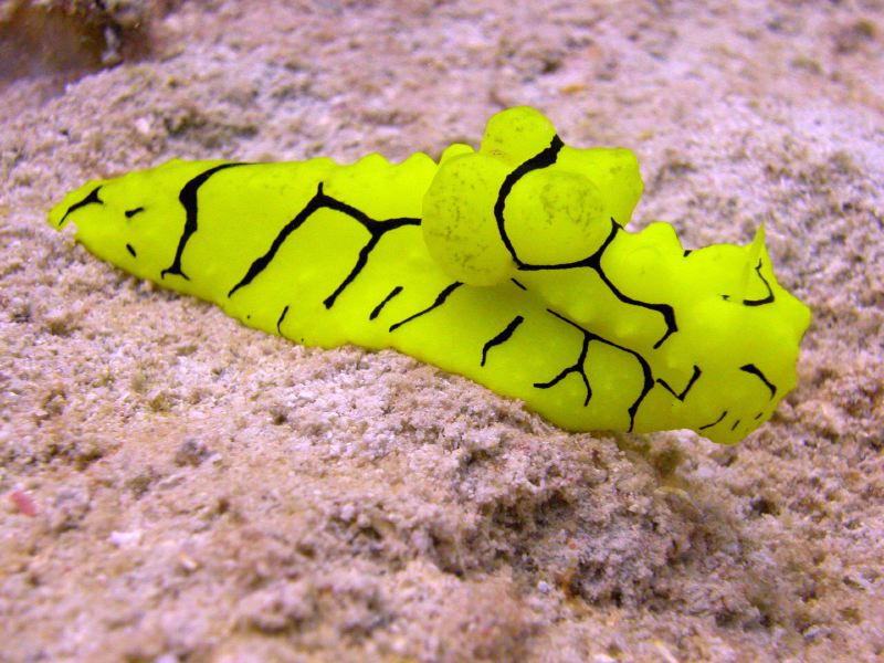 Cairns Grande Barriere de Corail poissons