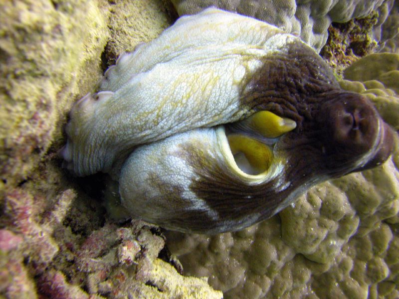 Cairns Grande Barriere de Corail poissons