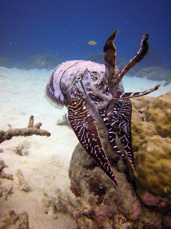 Cairns Grande Barriere de Corail poissons