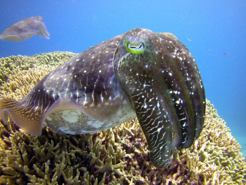 Cairns Grande Barriere de Corail poissons