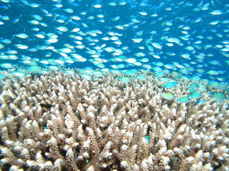 Cairns Grande Barriere de Corail poissons